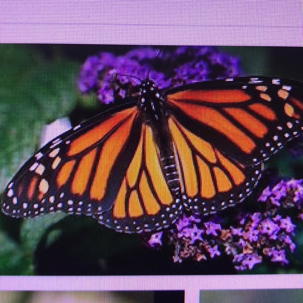 Meet your Posher, Eugenia